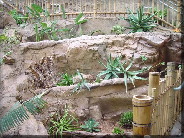 A Dry Garden With Plants